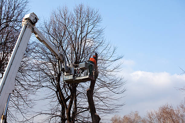 Hudson Oaks, TX Tree Care Company